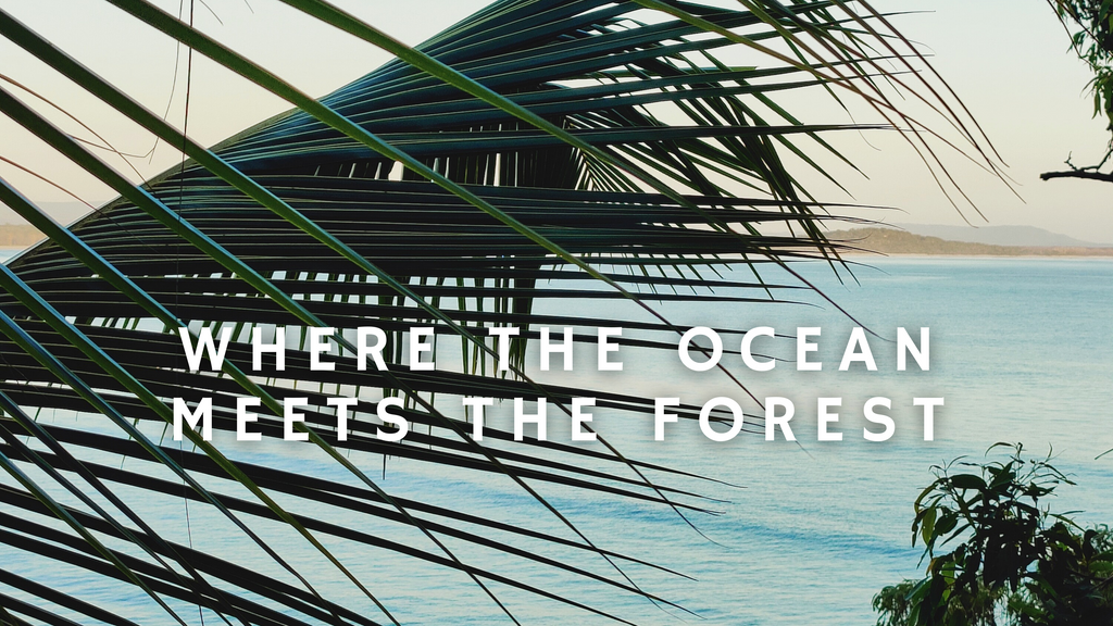 Where the Ocean Meets the Rainforest