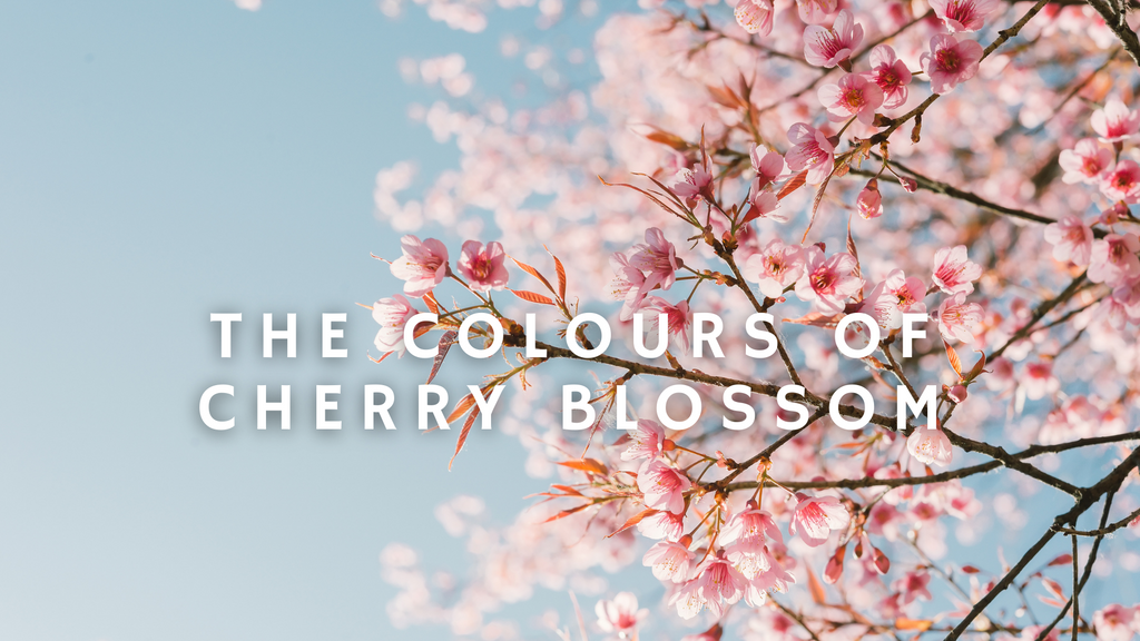 The Colours of Cherry Blossom